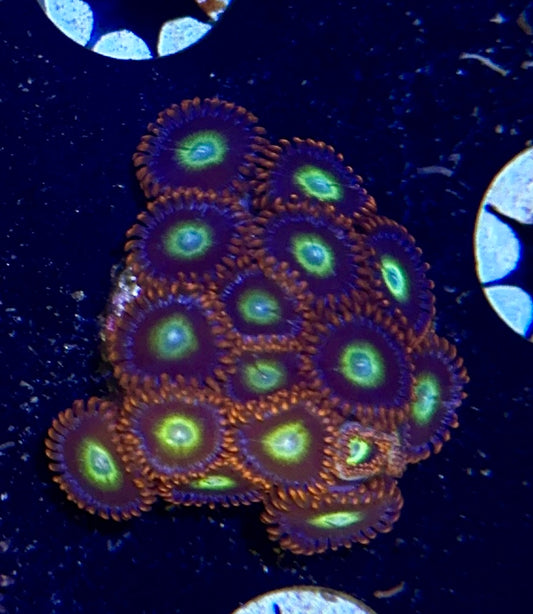 Zoa