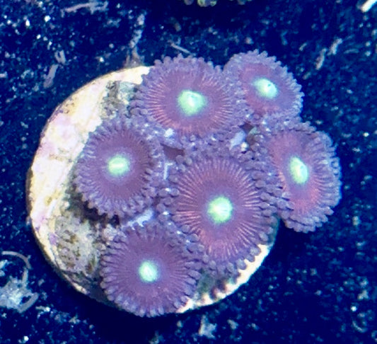 Zoa