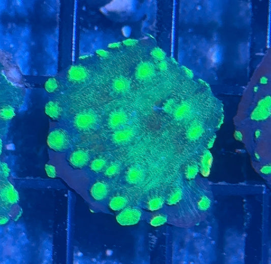 Hollywood Stunner Chalice Frag