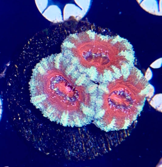 Acan Frag