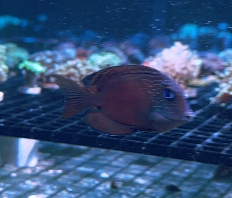 Blue Eye Tang