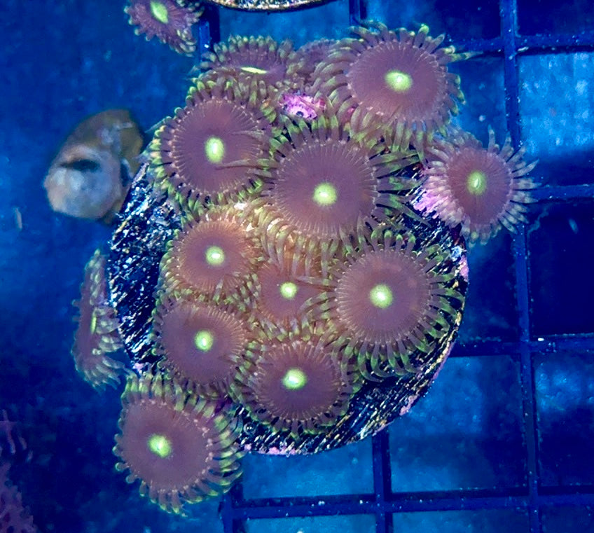 Zoa