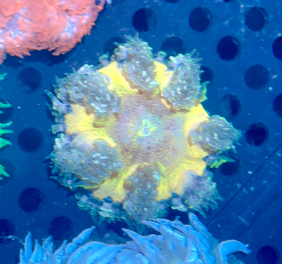 Rock Flower Anemone
