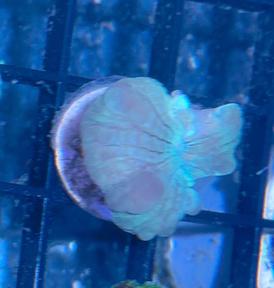 Fox Coral Frag