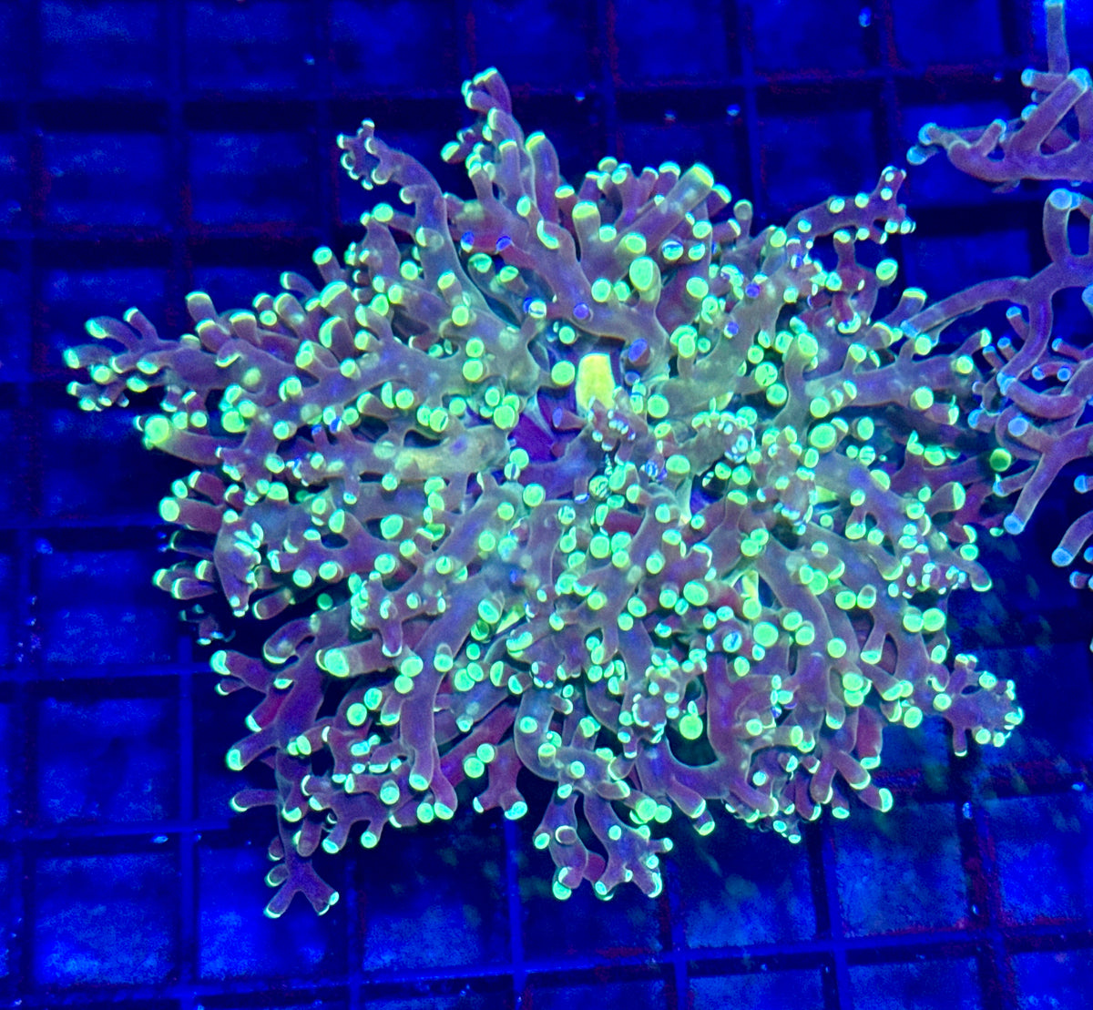 Splatter Octospawn
