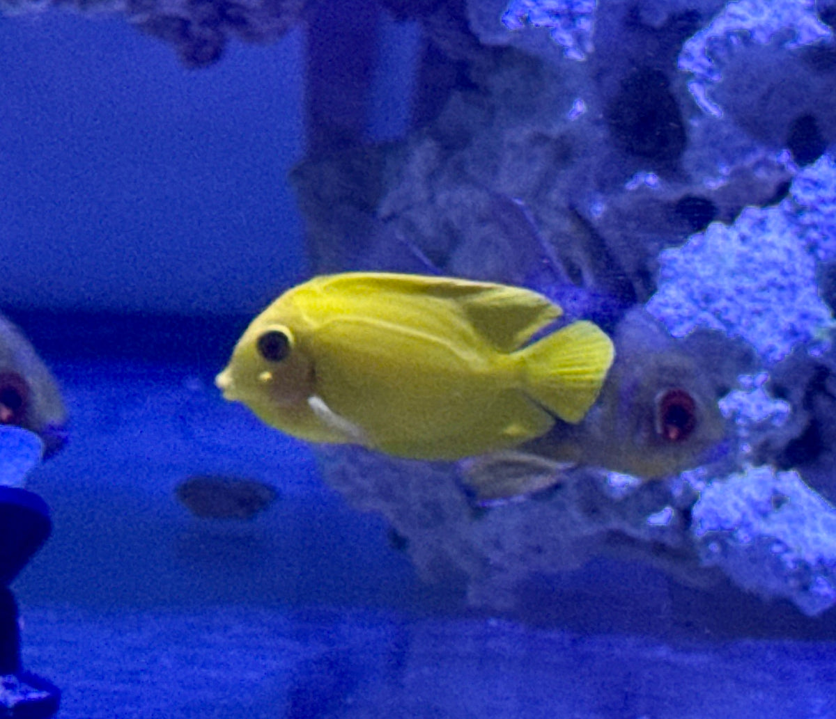 Philippines Yellow Tang