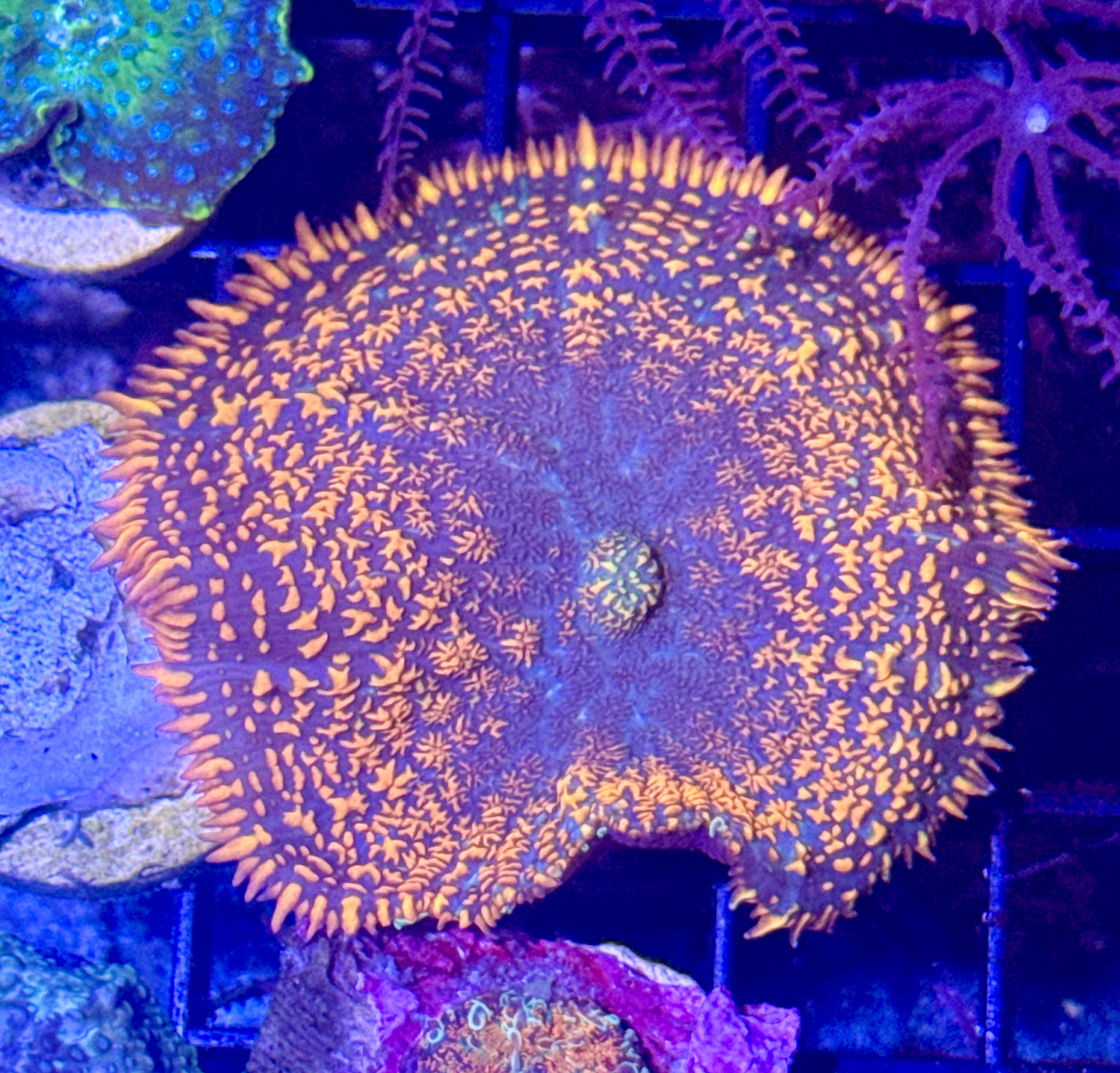 Bulls Eye Rhodactis Mushroom