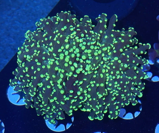 Green Branching Octospawn