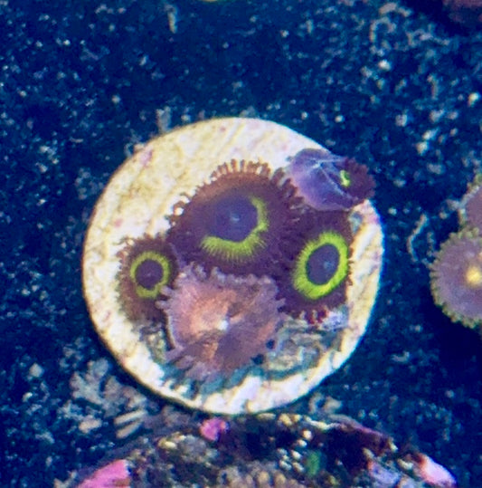 Zoa