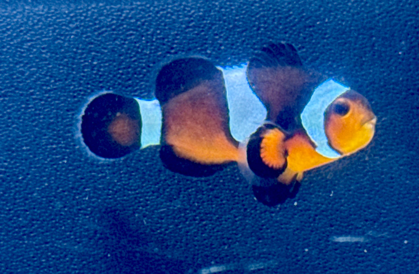 Misbar Clown Rescue