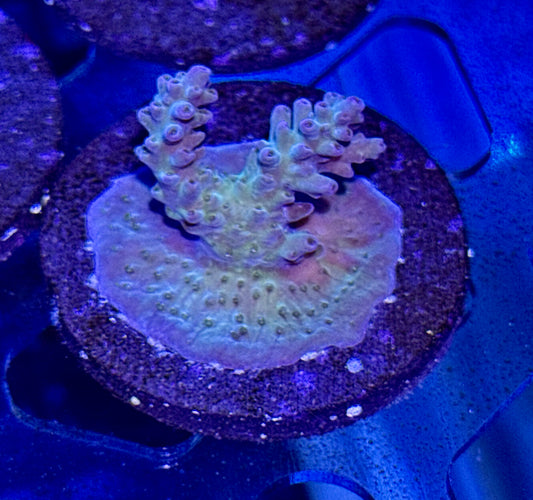 Acro Frag