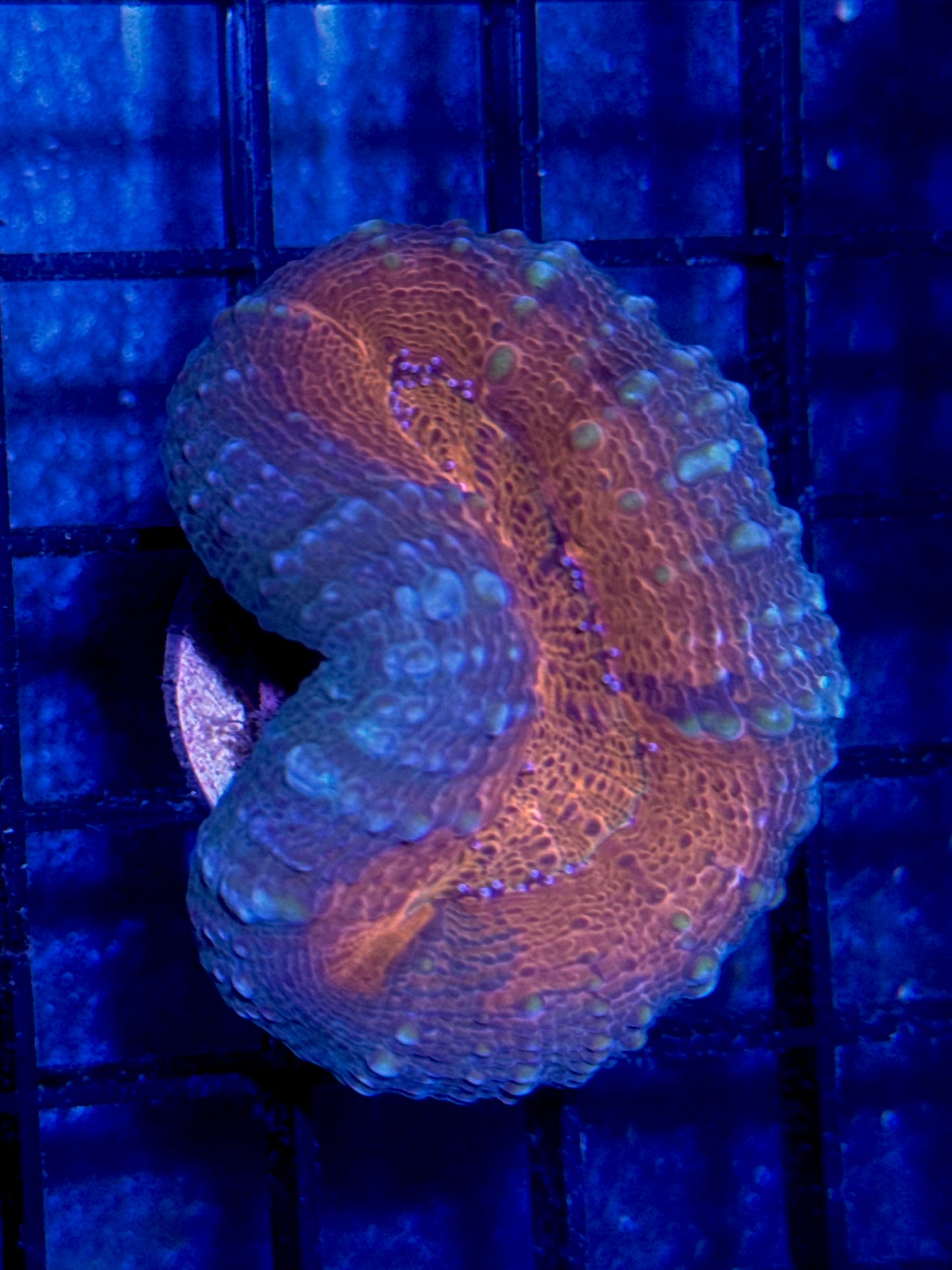 Lobo Frag