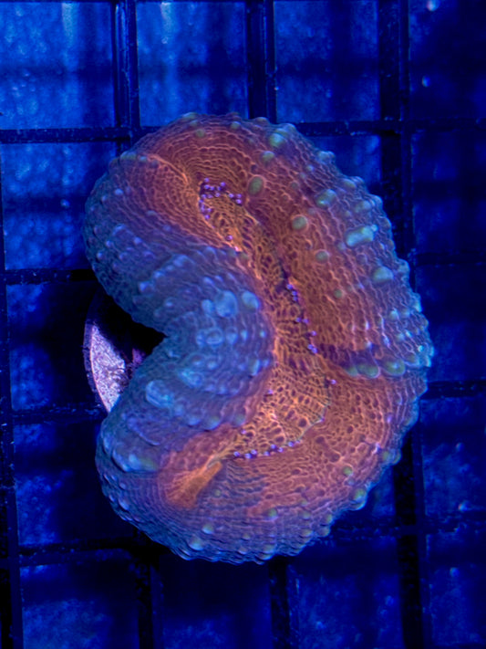 Lobo Frag