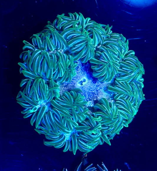 Rock Flower Anemone