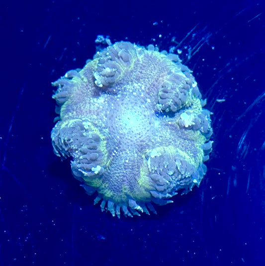 Rock Flower Anemone