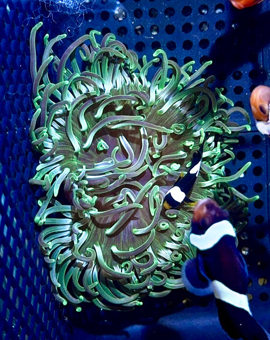 Long Tentacle Anemone