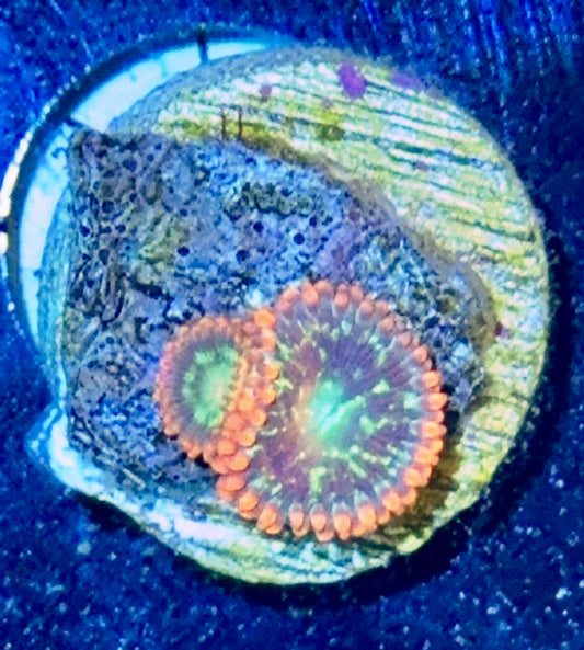 Zoa