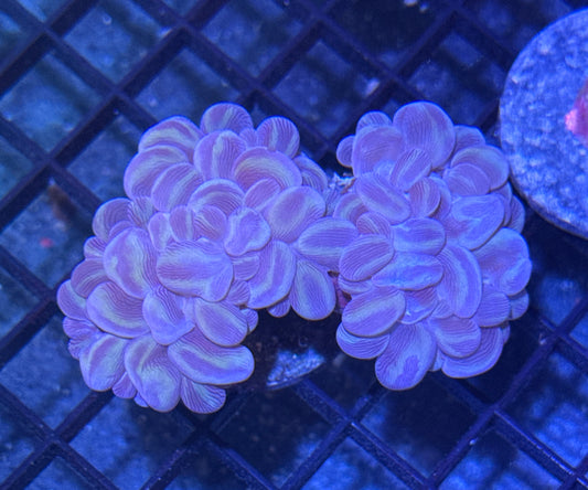 Branching Bubble Coral