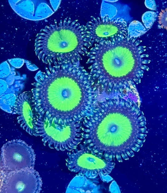 Zoa