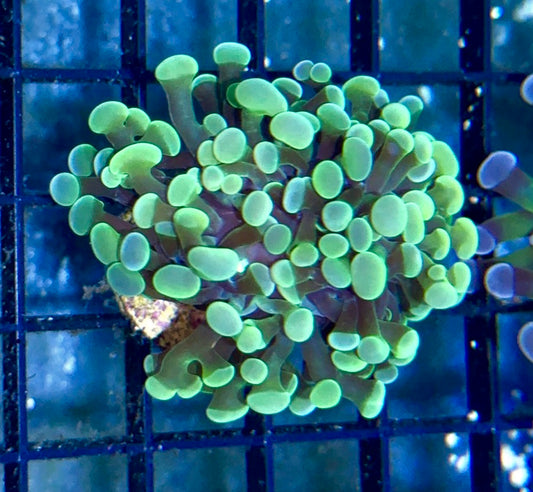 Green Branching Hammer