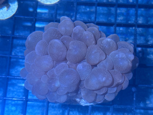 Bubble Coral