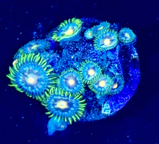 Zoa