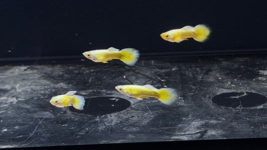 Full Gold Male Guppy