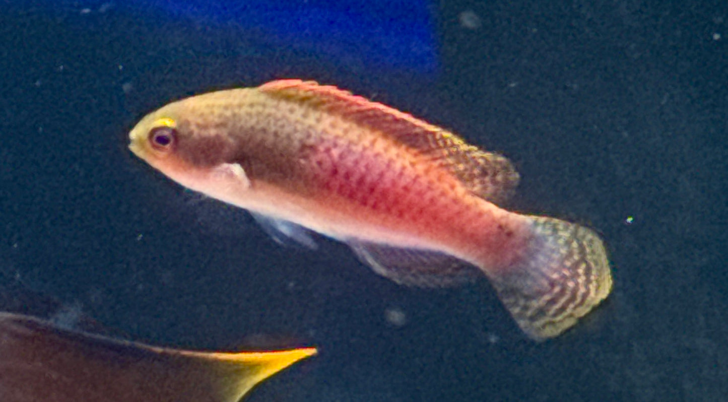 Bluesided Fairy Wrasse