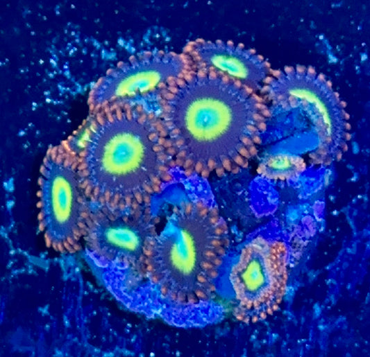 Zoa