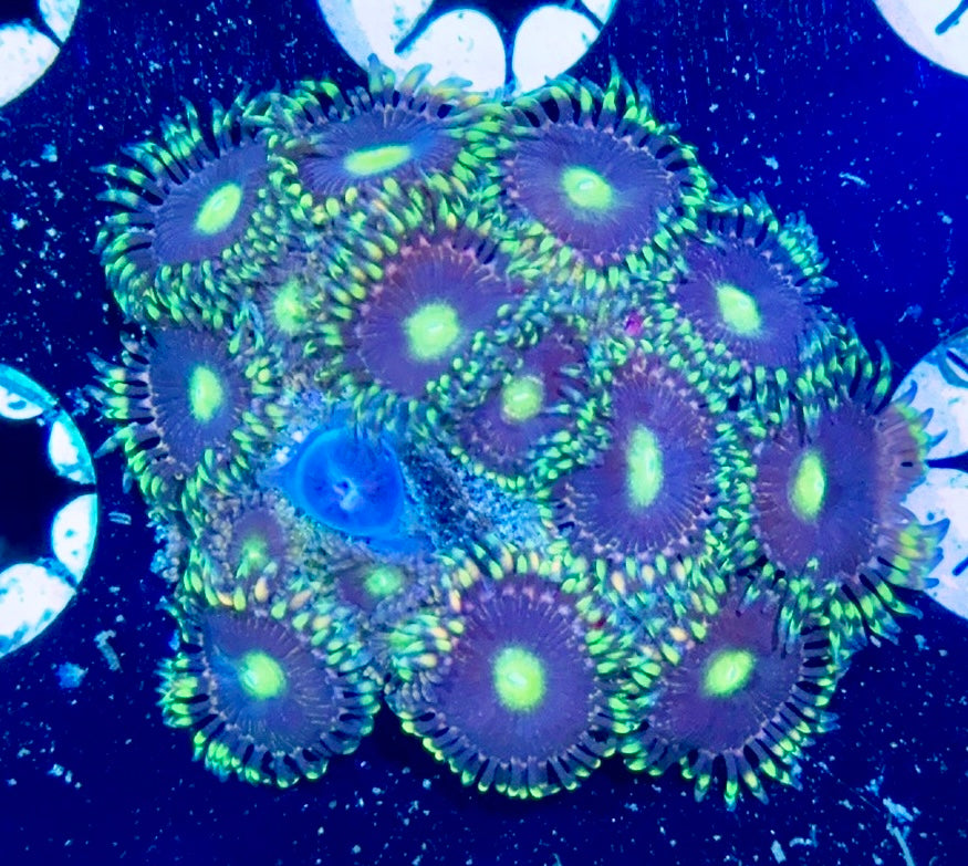 Zoa