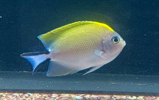 Japanese Swallowtail Angel (Reef Safe)