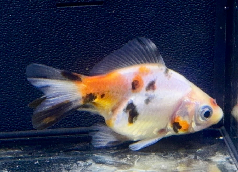 Calico Fantail Goldfish