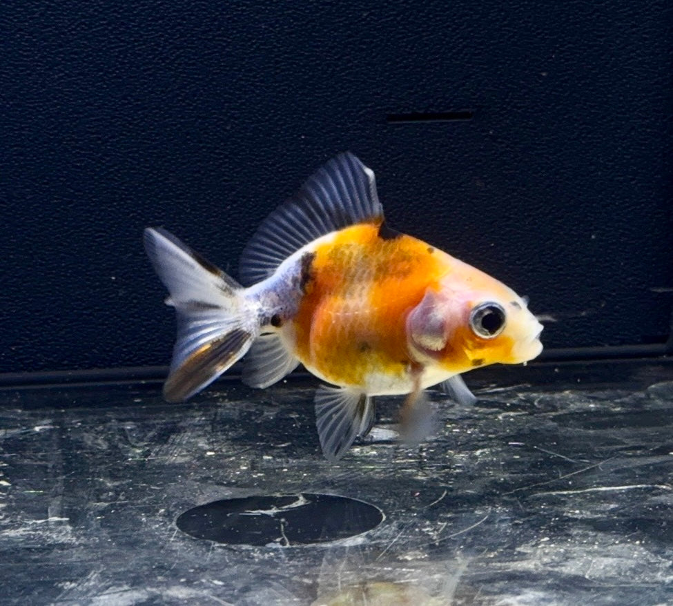 Calico Fantail Goldfish