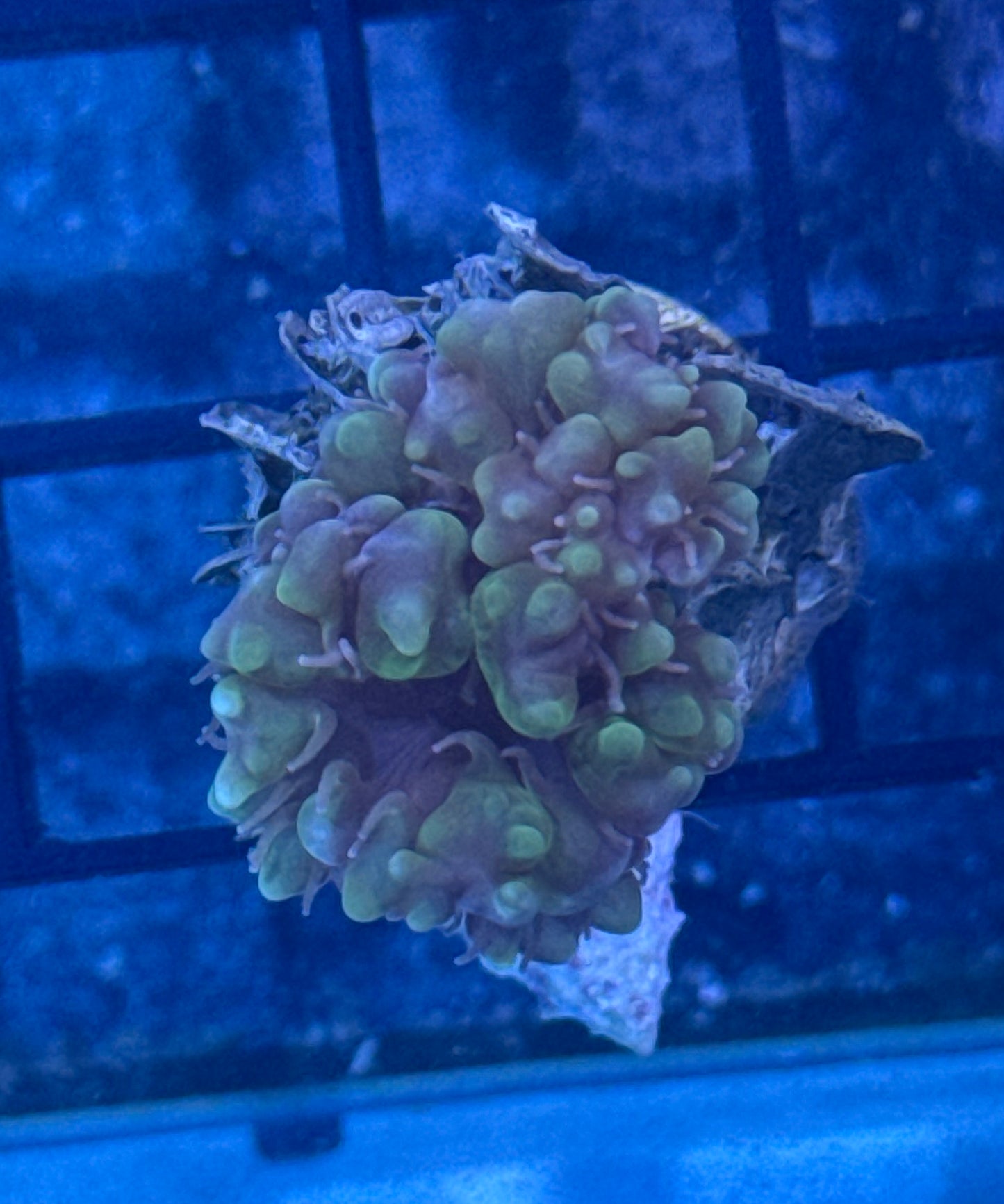 Green Bubble Coral Frag
