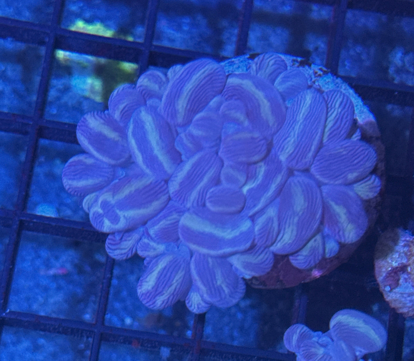 Branching Bubble Coral