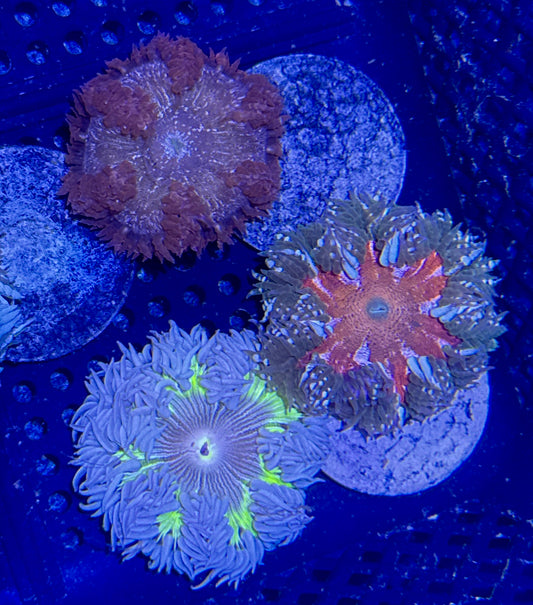 Rock Flower 3 pack