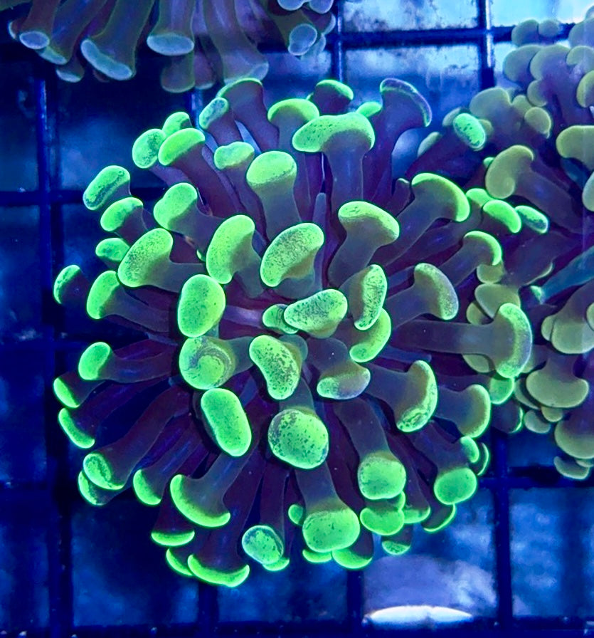 Splatter Branching Hammer