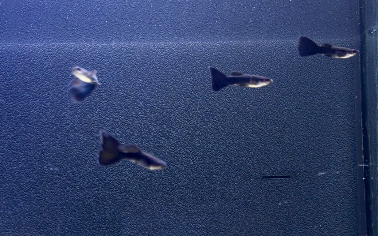 Black Moscow Male Guppy