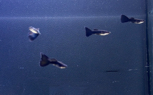 Black Moscow Male Guppy