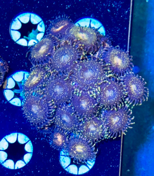 Zoa