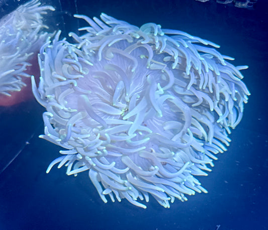 Long Tentacle Anemone