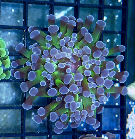 Purple Tipped Branching Hammer