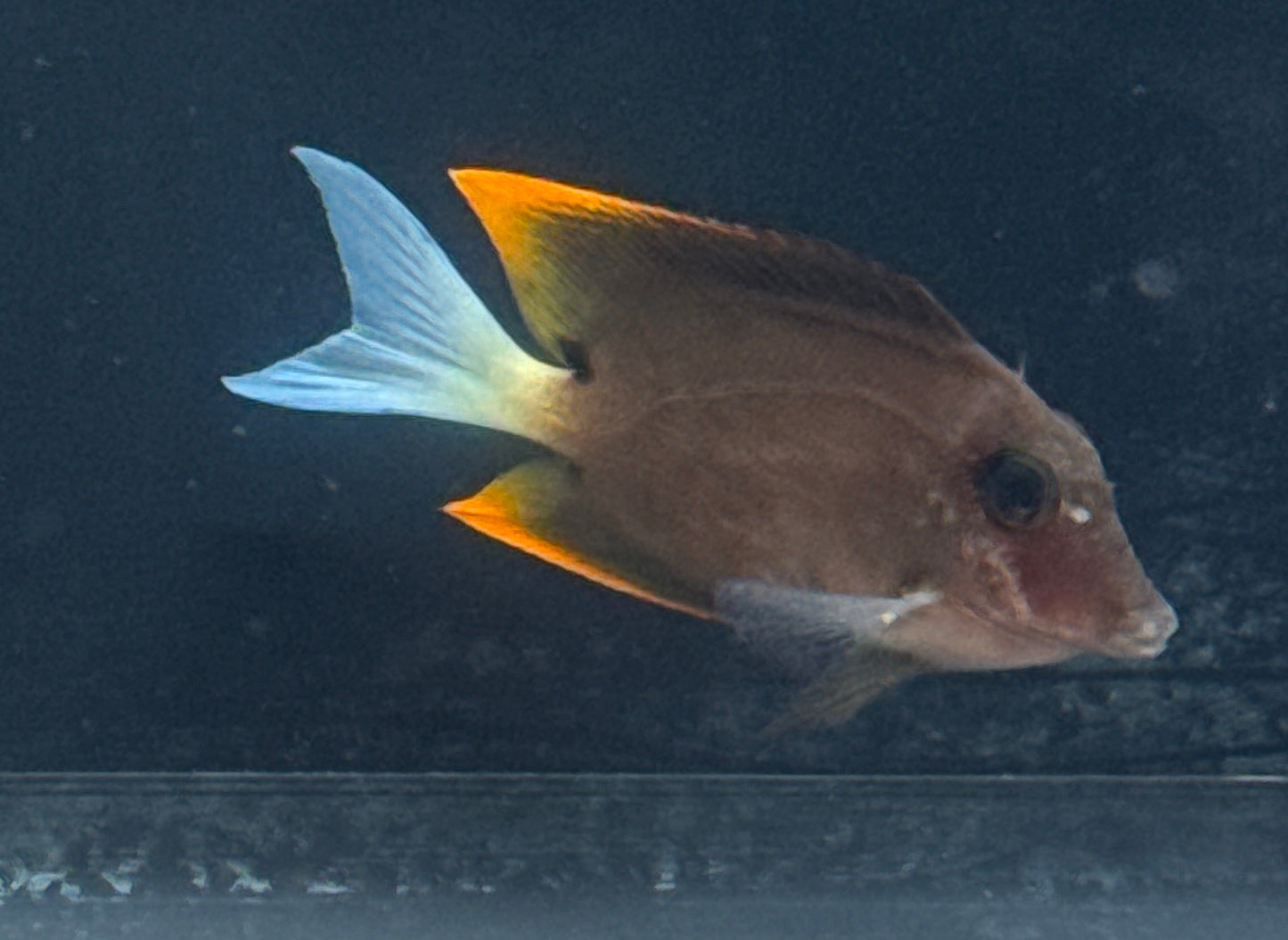 Flamefin Tomini Tang