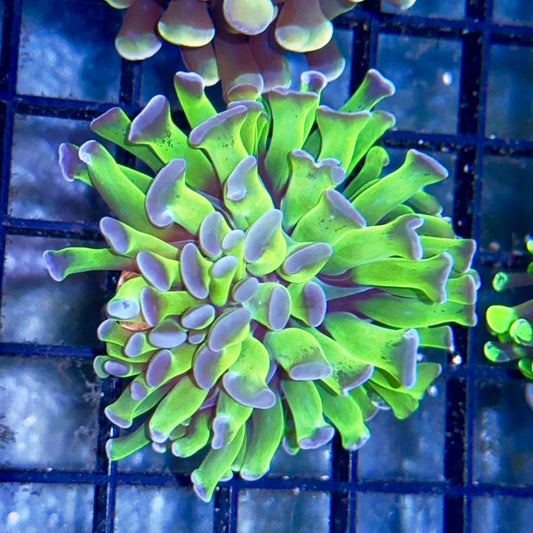 Purple Tipped Branching Hammer