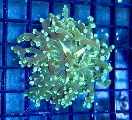 Green Branching Frogspawn