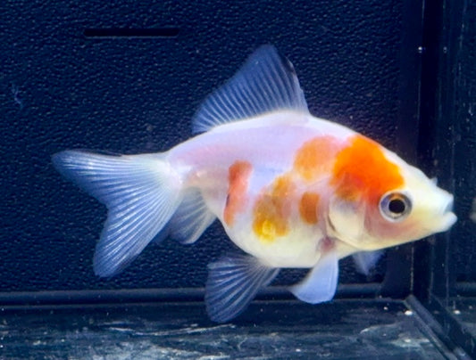 Calico Fantail Goldfish
