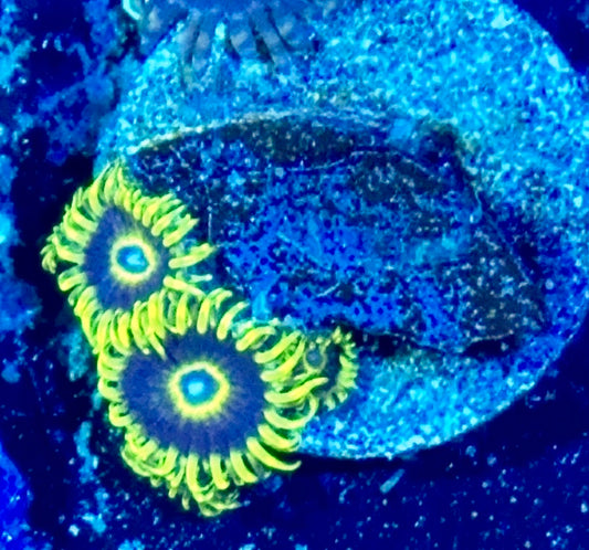 Zoa