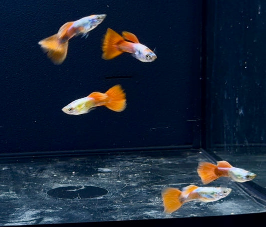 Santa Claus Guppy Male