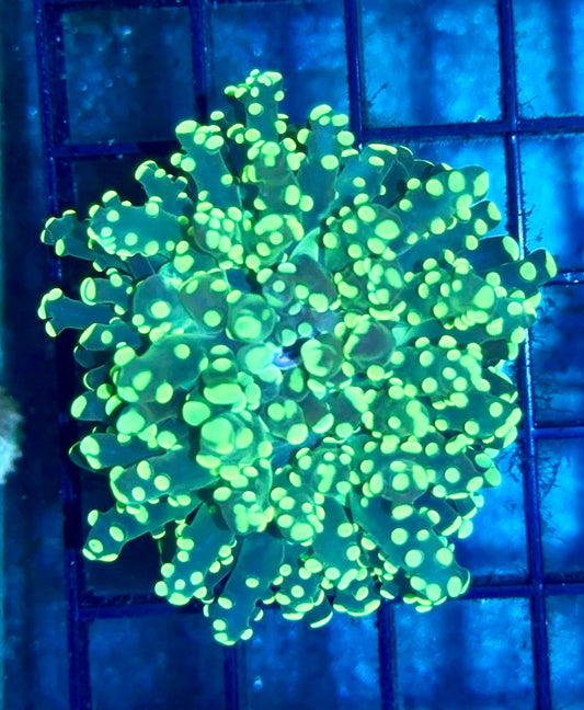 Green Branching Octospawn