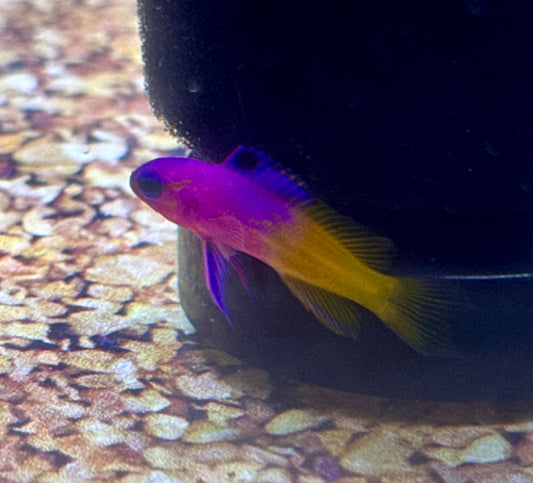 Royal Gramma (small)